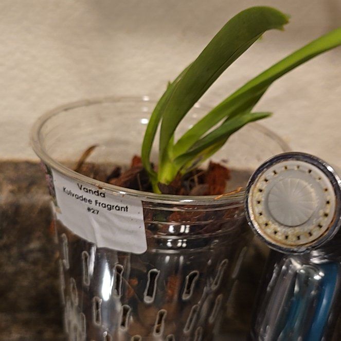 Photo of the plant species Vanda orchid by @HotPileamojito named Sherlock on Greg, the plant care app