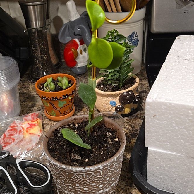 Photo of the plant species Hoya Kastbergii by @HotPileamojito named Aristotle on Greg, the plant care app