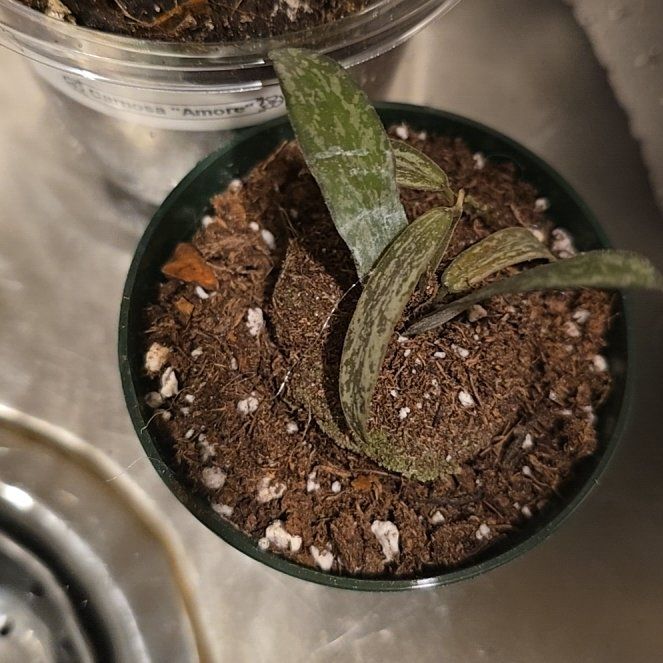 Photo of the plant species Hoya sigillatis silver by @HotPileamojito named Nemo on Greg, the plant care app
