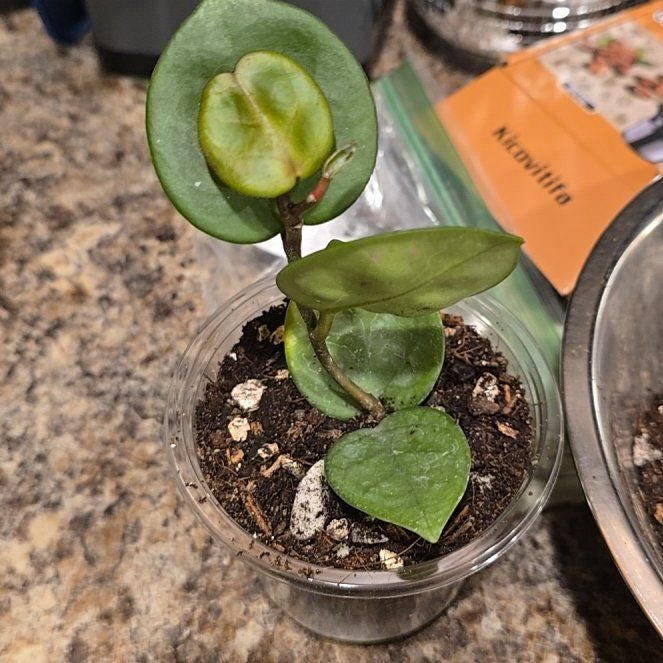 Hoya Amore Plant Care: Water, Light, Nutrients | Greg App 🌱