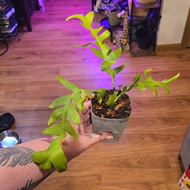 Photo of the plant species Shark Tooth Cactus by @HotPileamojito named Zeus on Greg, the plant care app