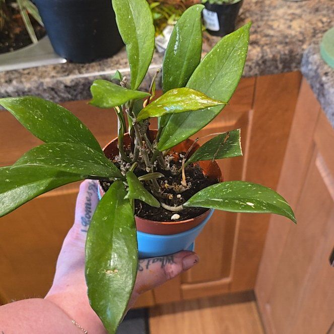 Photo of the plant species Speckle Hoya Publcalyx by @HotPileamojito named Baesil on Greg, the plant care app