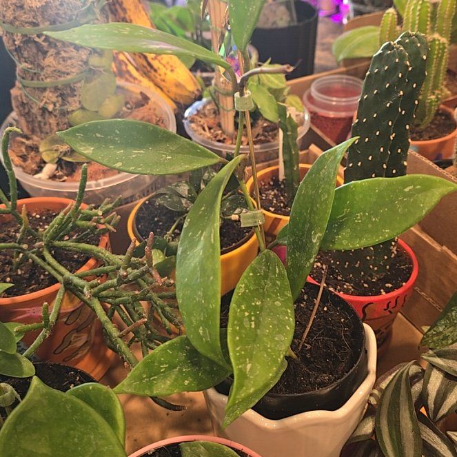 Photo of the plant species Hoya publicalyx 'Royal Hawaiian Purple' by @HotPileamojito named Austen on Greg, the plant care app