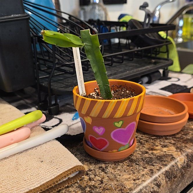 Photo of the plant species Hurricane Cactus by @HotPileamojito named Lola on Greg, the plant care app
