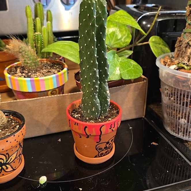 Photo of the plant species Road Kill Cactus by @HotPileamojito named Zeus on Greg, the plant care app