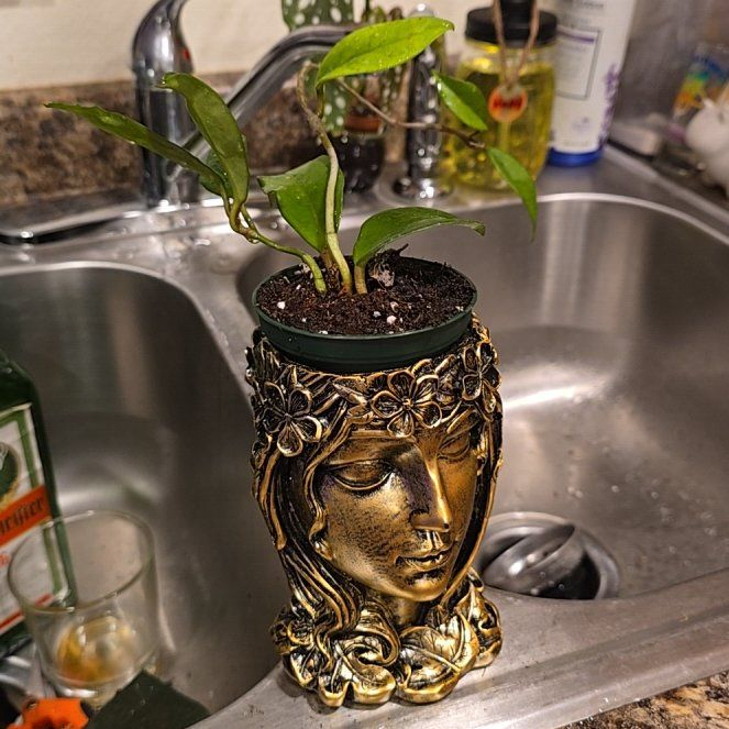 Photo of the plant species Hoya Jade by @HotPileamojito named Anne on Greg, the plant care app