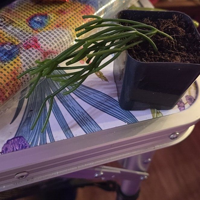 Photo of the plant species Rhipsalis clavata by @HotPileamojito named Kobe on Greg, the plant care app
