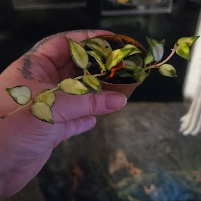 Photo of the plant species Variegated Hoya lacunosa by @HotPileamojito named Rainier on Greg, the plant care app