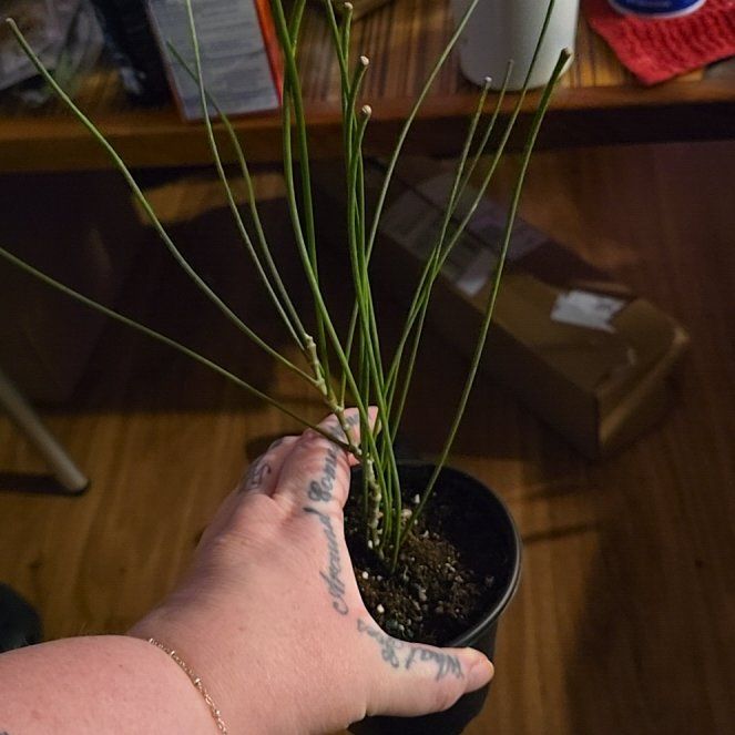 Photo of the plant species Hoya spartioides by @HotPileamojito named Marley on Greg, the plant care app