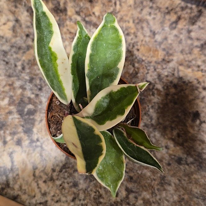 Photo of the plant species Wax Plant by @HotPileamojito named Osmo on Greg, the plant care app