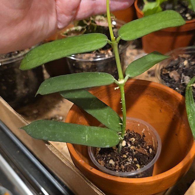 Photo of the plant species Hoya pandurata by @HotPileamojito named Rainier on Greg, the plant care app