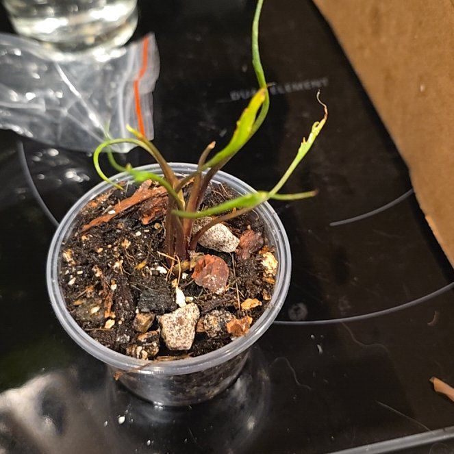 Photo of the plant species Alocasia Flying Squid by @HotPileamojito named Miley on Greg, the plant care app