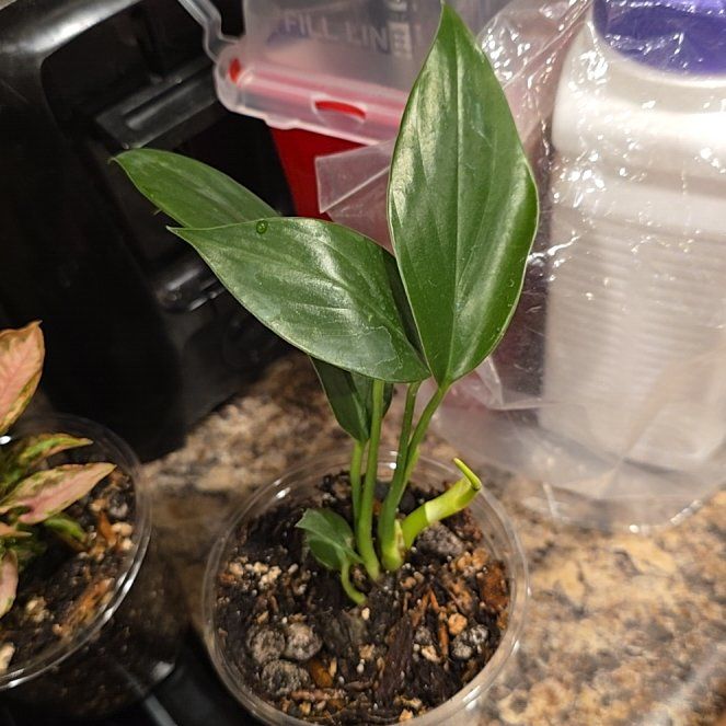 Photo of the plant species Dragon's Tail Vine by @HotPileamojito named Demi on Greg, the plant care app