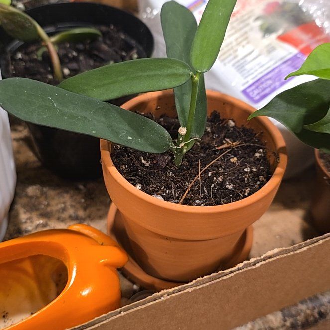Photo of the plant species Hoya pandurata by @HotPileamojito named Madonna on Greg, the plant care app