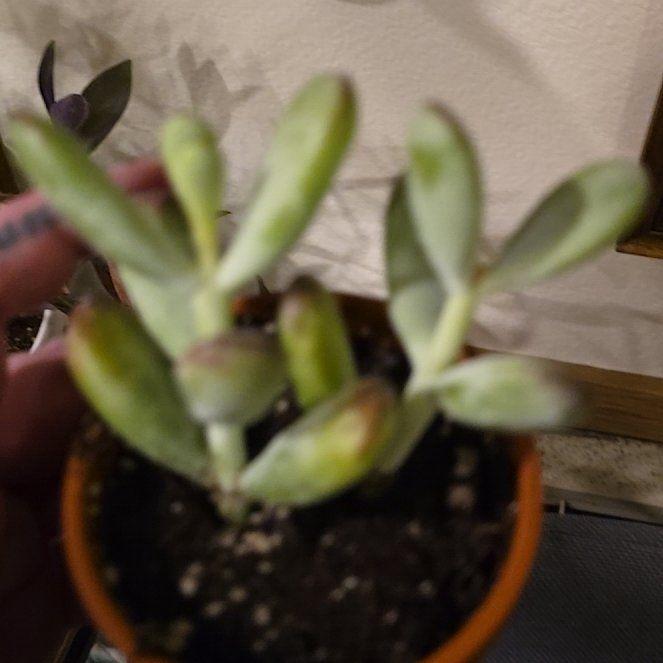 Photo of the plant species Lady Fingers by @HotPileamojito named Morgan Treeman on Greg, the plant care app