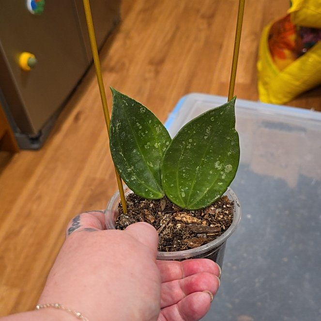 Photo of the plant species Hoya lambii by @HotPileamojito named Oscar on Greg, the plant care app