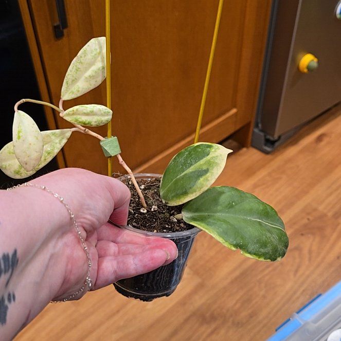 Photo of the plant species Hoya Eclipse by @HotPileamojito named da Vinci on Greg, the plant care app