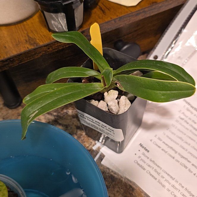 Photo of the plant species Paphiopedilum 'Little Trouble' by @HotPileamojito named Gaga on Greg, the plant care app