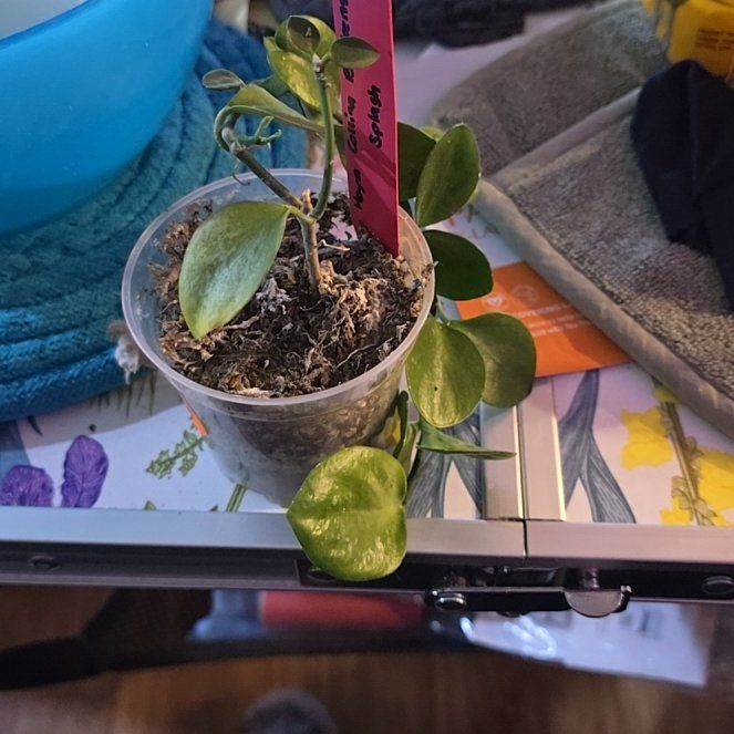 Photo of the plant species IR-26 by @HotPileamojito named Terra on Greg, the plant care app