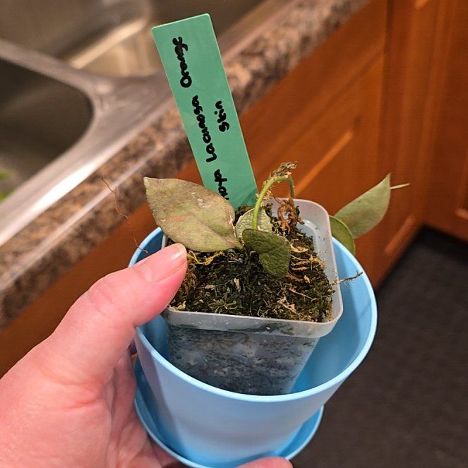 Photo of the plant species Hoya lacunosa 'Amarillo' by @HotPileamojito named Orwell on Greg, the plant care app