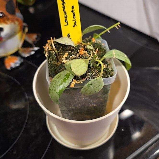 Photo of the plant species Hoya lacunosa 'Sulcata' by @HotPileamojito named Tolkien on Greg, the plant care app