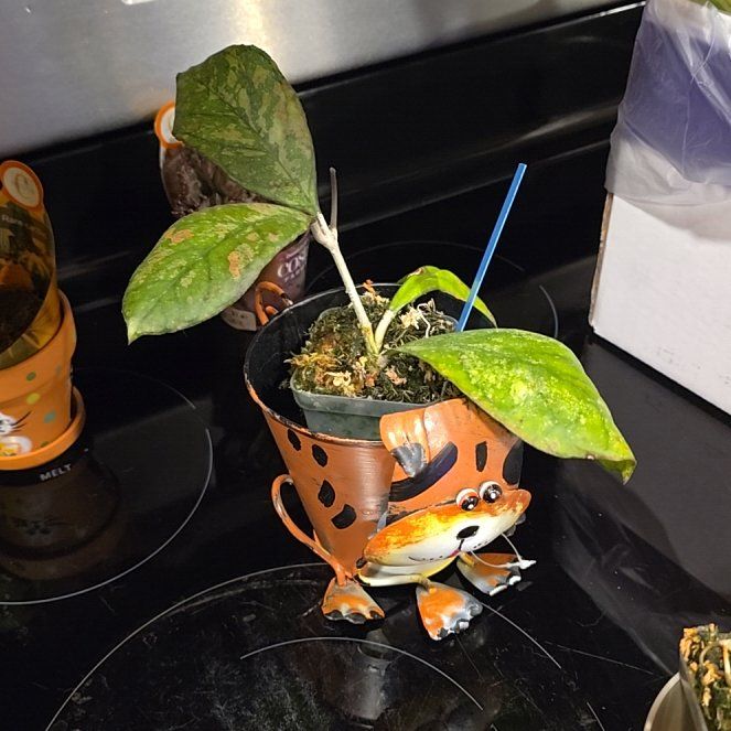 Photo of the plant species Hoya Chicken Farm by @HotPileamojito named Terra on Greg, the plant care app