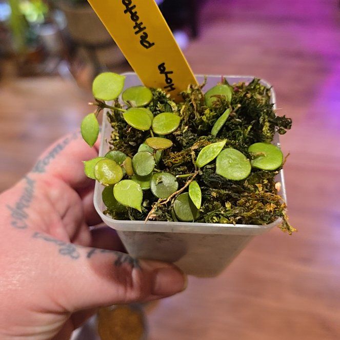 Photo of the plant species Dischidia peltata by @HotPileamojito named Ulysses S Plant on Greg, the plant care app