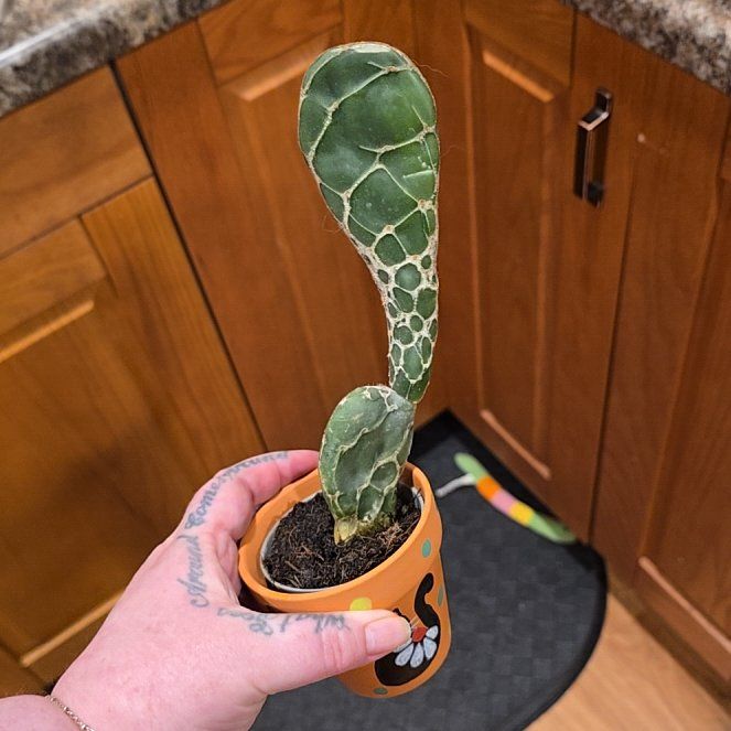 Photo of the plant species Cobra Cactus by @HotPileamojito named Navajo on Greg, the plant care app