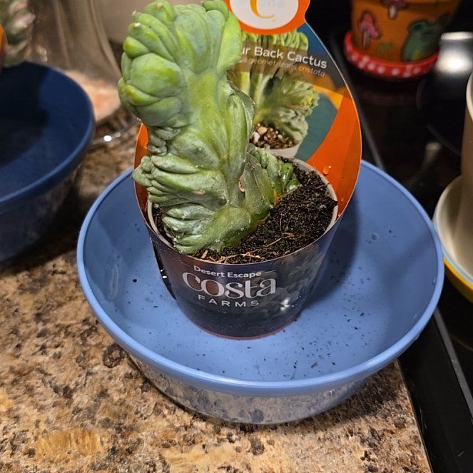 Photo of the plant species Crested Myrtillocactus by @HotPileamojito named Keanu Leaves on Greg, the plant care app