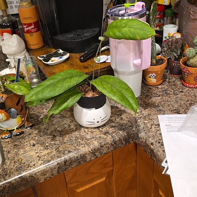 Photo of the plant species Hoya vitellinoides by @HotPileamojito named Prince on Greg, the plant care app