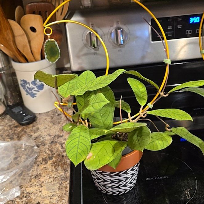 Photo of the plant species Hoya Sabah by @HotPileamojito named Anne on Greg, the plant care app