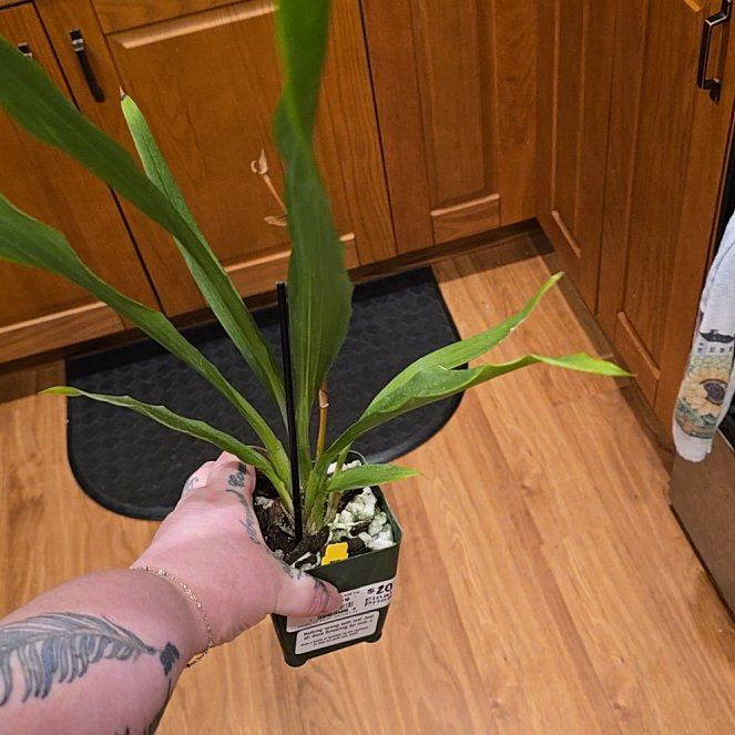 Photo of the plant species Zygonisia Cynosure 'Blue Birds' by @HotPileamojito named Harry on Greg, the plant care app
