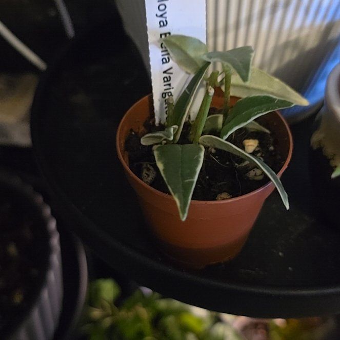 Photo of the plant species Hoya bella albomarginata by @HotPileamojito named Oscar on Greg, the plant care app