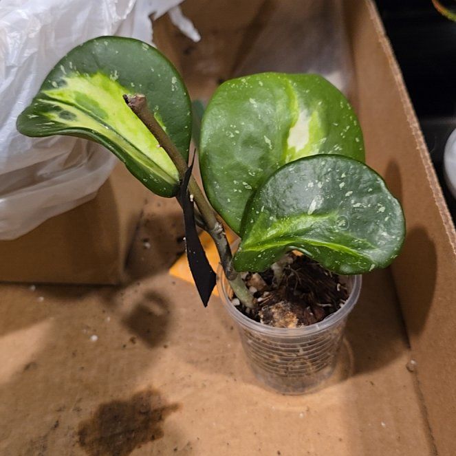 Photo of the plant species Hoya Obovata Variegated by @HotPileamojito named Ulysses S Plant on Greg, the plant care app