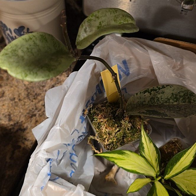 Photo of the plant species Hoya nova by @HotPileamojito named Messi on Greg, the plant care app