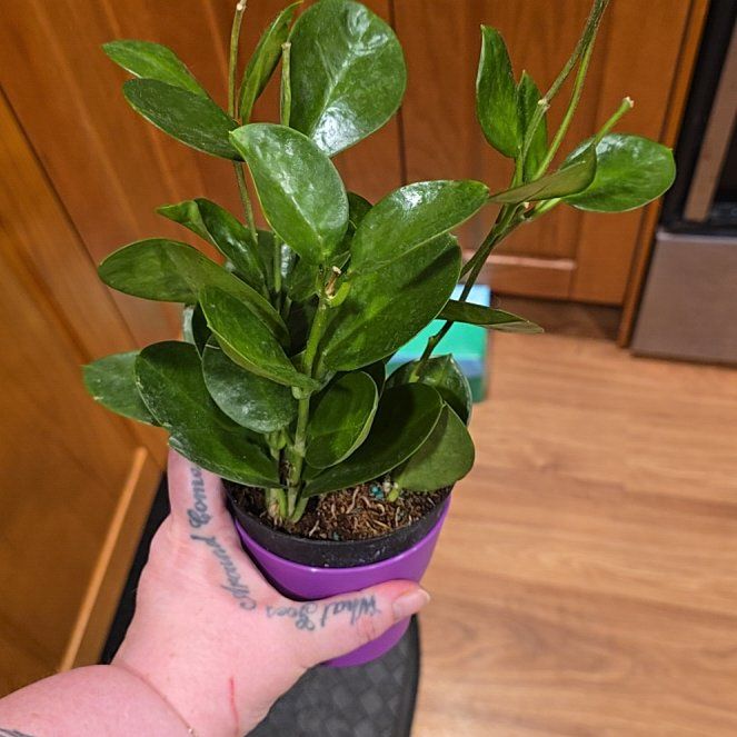 Photo of the plant species Hoya Fuzzy Black by @HotPileamojito named Muhammad Ali on Greg, the plant care app
