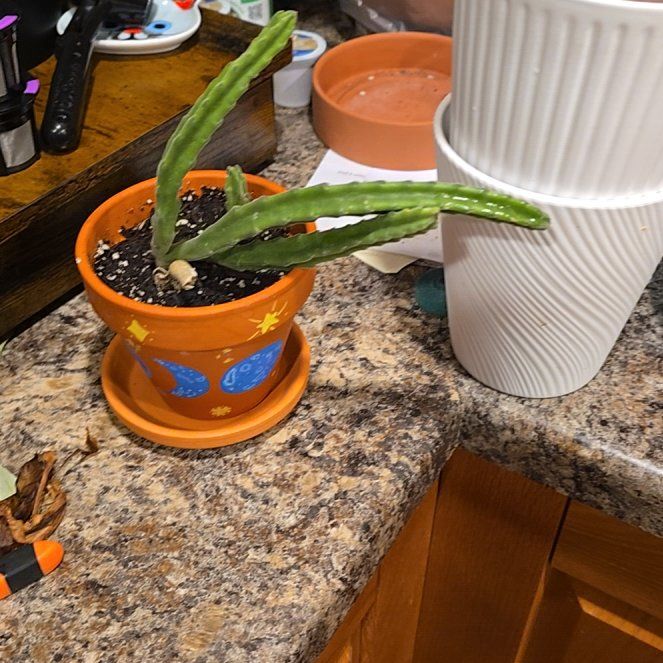 Photo of the plant species Carrion Flower by @HotPileamojito named Naomi on Greg, the plant care app