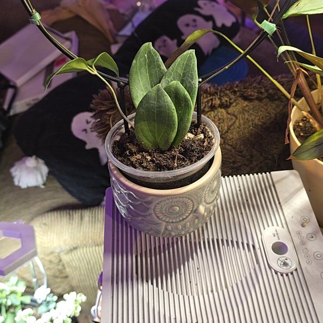 Photo of the plant species hoya potsii by @HotPileamojito named Gregarious on Greg, the plant care app