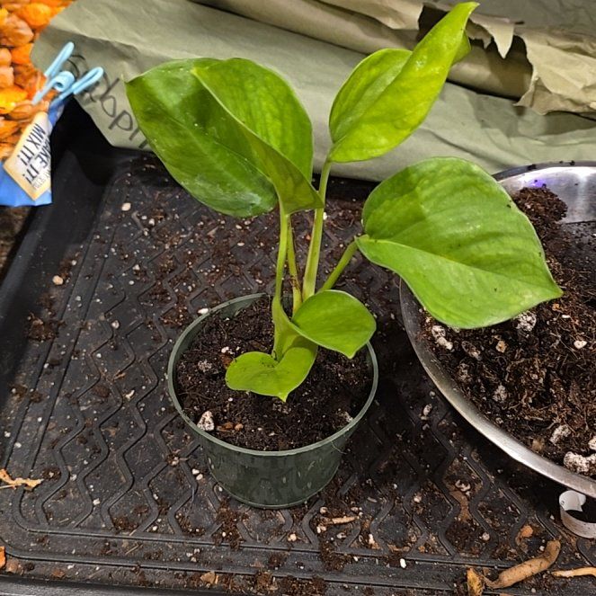 Photo of the plant species Lemon Top Pothos by @HotPileamojito named Leonardo on Greg, the plant care app