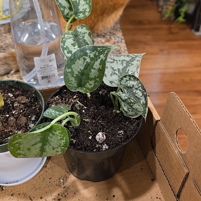 Photo of the plant species Scindapsus Silver Lady by @HotPileamojito named Gregarious on Greg, the plant care app