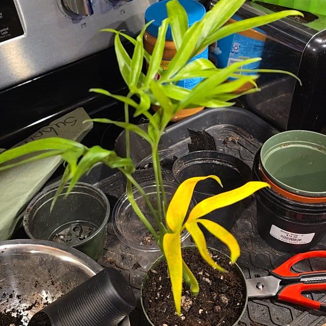 Photo of the plant species Monstera subpinnata by @HotPileamojito named Treeyoncé on Greg, the plant care app