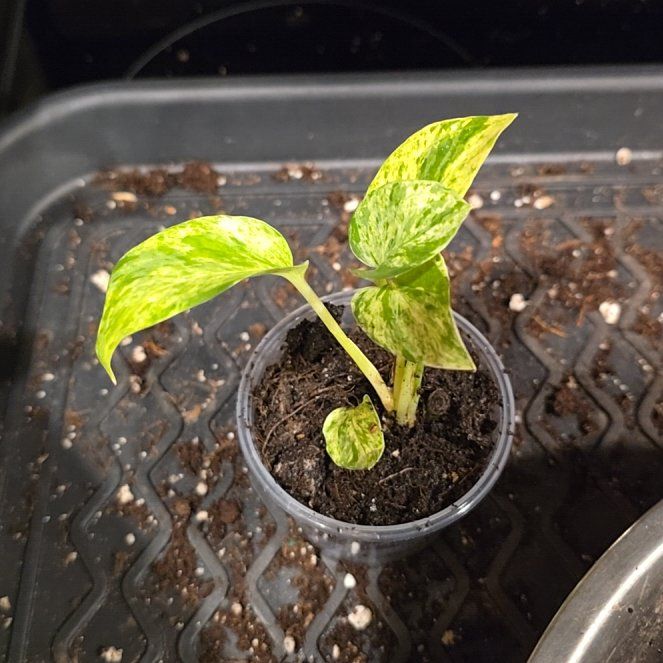 Photo of the plant species Giant Hawaiian pothos by @HotPileamojito named Bodhi on Greg, the plant care app