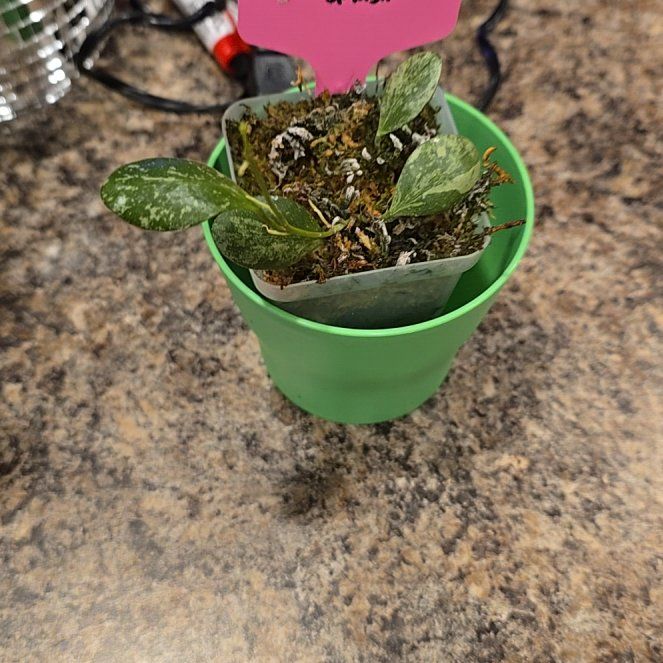 Photo of the plant species Hoya ETS-10 by @HotPileamojito named Bruce Lee on Greg, the plant care app