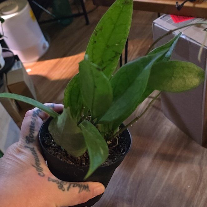 Photo of the plant species Hoya Jennifer by @HotPileamojito named Girlfrond on Greg, the plant care app