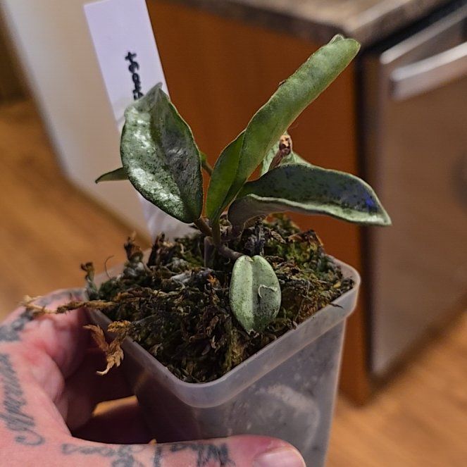 Photo of the plant species Grey Ghost Hoya Carnosa by @HotPileamojito named Figyonce on Greg, the plant care app