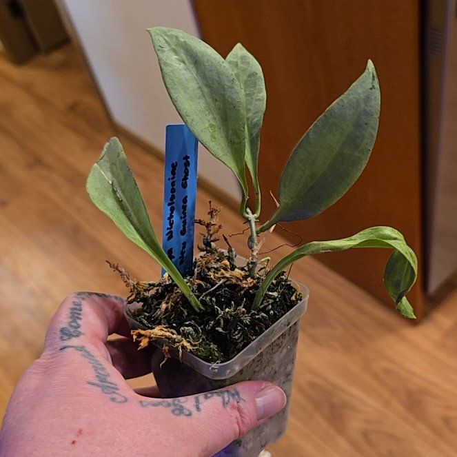 Photo of the plant species New Guinea Ghost Hoya by @HotPileamojito named Khaleesi on Greg, the plant care app