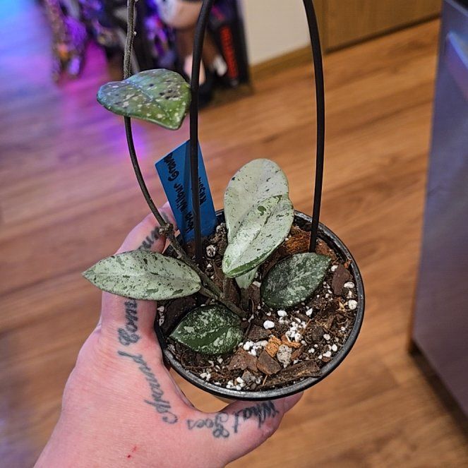 Photo of the plant species Hoya carnosa 'Wilbur Graves Silver' by @HotPileamojito named Delilah on Greg, the plant care app