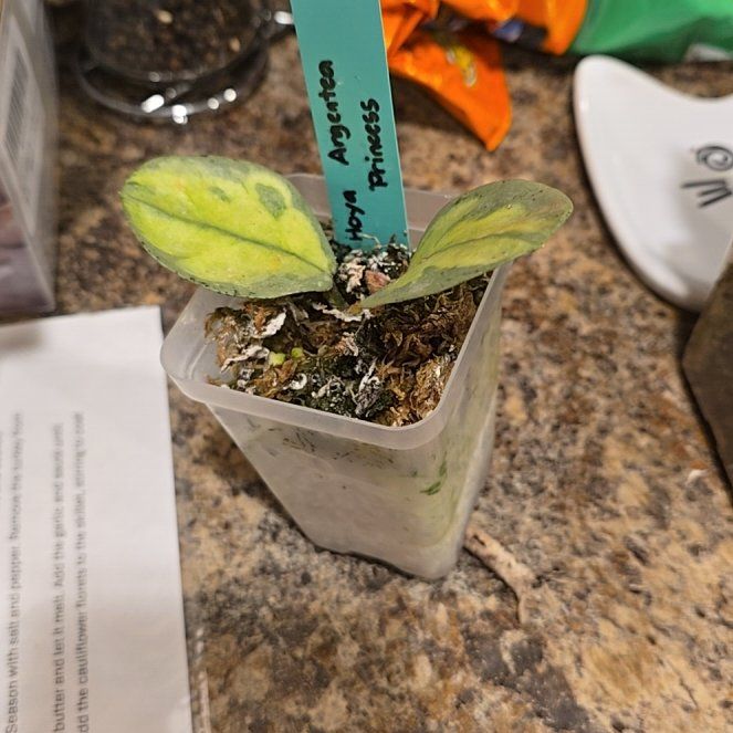 Photo of the plant species Hoya Argentea Princess by @HotPileamojito named Treeyoncé on Greg, the plant care app
