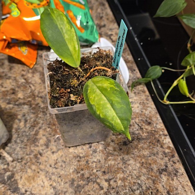 Photo of the plant species Hoya Eclipse by @HotPileamojito named Fernie Saunders on Greg, the plant care app