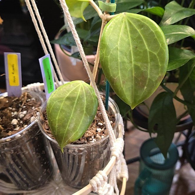 Photo of the plant species Hoya merilli by @HotPileamojito named Willow on Greg, the plant care app